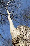 Der Frühling kommt - im Park Hohenrode ist er schon ein bisschen da (Foto: Angelo Glashagel) Der Frühling kommt - im Park Hohenrode ist er schon ein bisschen da (Foto: Angelo Glashagel)