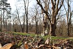 Der Frühling kommt - im Park Hohenrode ist er schon ein bisschen da (Foto: Angelo Glashagel) Der Frühling kommt - im Park Hohenrode ist er schon ein bisschen da (Foto: Angelo Glashagel)