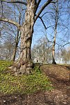 Der Frühling kommt - im Park Hohenrode ist er schon ein bisschen da (Foto: Angelo Glashagel) Der Frühling kommt - im Park Hohenrode ist er schon ein bisschen da (Foto: Angelo Glashagel)
