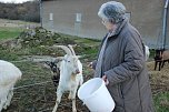 Oberb&uuml;rgermeisterin Jutta Fischer verf&uuml;ttert das m&uuml;hsam geschnittene Obst und Gem&uuml;se begeistert schmatzenden Ziegen. (Foto: Jochen Miche)
