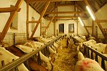 Blick in den Stall der Milchziegen - fast 140 gibt es hier davon. Diese Tiere sind, erfuhren die Besucher, von Natur aus neugierig. Irgendeine Ziege muss es aber immer &uuml;bertreiben und einen besonderen hohen Ausguck erklimmen, um noch mehr mitzukriegen (siehe hinten links). (Foto: Jochen Miche)