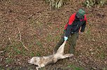 Totes Tier ist ein Wolfshund (Foto: privat)