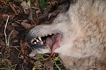 Totes Tier ist ein Wolfshund (Foto: privat)