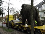 Das Mammut ist umgezogen (Foto: nnz)