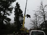 Das Mammut ist umgezogen (Foto: nnz)