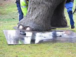 Das Mammut ist umgezogen (Foto: nnz)