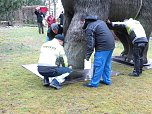 Das Mammut ist umgezogen (Foto: nnz)