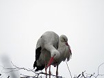 Fr&uuml;hling im Storchennest (Foto: Peter Blei)