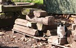 Der Fr&uuml;hling hat schon lange Einzug gehalten im Park Hohenrode (Foto: Angelo Glashagel)