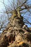 Der Fr&uuml;hling hat schon lange Einzug gehalten im Park Hohenrode (Foto: Angelo Glashagel)