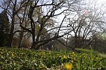 Der Fr&uuml;hling hat schon lange Einzug gehalten im Park Hohenrode (Foto: Angelo Glashagel)