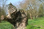 Der Fr&uuml;hling hat schon lange Einzug gehalten im Park Hohenrode (Foto: Angelo Glashagel)