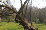 Der Fr&uuml;hling hat schon lange Einzug gehalten im Park Hohenrode (Foto: Angelo Glashagel)