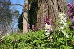 Der Fr&uuml;hling hat schon lange Einzug gehalten im Park Hohenrode (Foto: Angelo Glashagel)