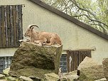 Tiergarten Delitzsch (Foto: Peter Blei)