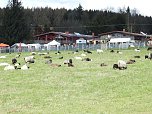 L&auml;mmerfest auf der Ziegenalm (Foto: Peter Blei)