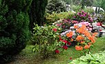 21. Rhododendronfest in S&uuml;lzhayn (Foto: Peter Blei)