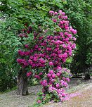 21. Rhododendronfest in S&uuml;lzhayn (Foto: Peter Blei)