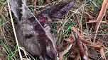 Grausame Jagd auf K&auml;ngurus (Foto: Greg Keightley)