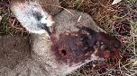Grausame Jagd auf K&auml;ngurus (Foto: Greg Keightley)
