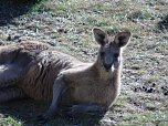 Grausame Jagd auf K&auml;ngurus (Foto: Greg Keightley)