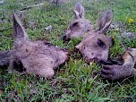 Grausame Jagd auf K&auml;ngurus (Foto: Greg Keightley)