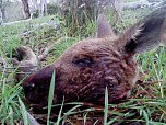 Grausame Jagd auf K&auml;ngurus (Foto: Greg Keightley)