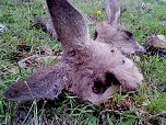 Grausame Jagd auf K&auml;ngurus (Foto: Greg Keightley)