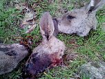 Grausame Jagd auf K&auml;ngurus (Foto: Greg Keightley)