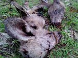 Grausame Jagd auf K&auml;ngurus (Foto: Greg Keightley)