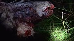 Grausame Jagd auf K&auml;ngurus (Foto: Greg Keightley)