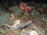 Grausame Jagd auf K&auml;ngurus (Foto: Greg Keightley)