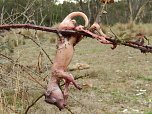 Grausame Jagd auf K&auml;ngurus (Foto: Greg Keightley)