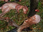 Grausame Jagd auf K&auml;ngurus (Foto: Greg Keightley)