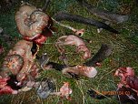 Grausame Jagd auf K&auml;ngurus (Foto: Greg Keightley)