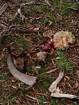 Grausame Jagd auf K&auml;ngurus (Foto: Greg Keightley)