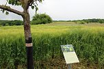 Schon etwas vom Th&uuml;ringer Hammelsack geh&ouml;rt? (Foto: Karl-Heinz Herrmann)