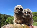 Besuch im Harzfalkenhof (Foto: Harzfalkenhof )