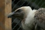 Besuch im Harzfalkenhof (Foto: Harzfalkenhof )