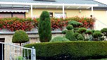 Gro&szlig;e Beteiligung am 22."Frankenh&auml;user Blumensommer" 2016 (Foto: Stadtmarketing Bad Frankenhausen)