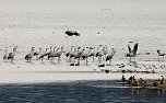Flugshow der Kraniche (Foto: Peter Blei)