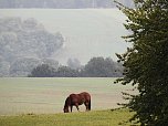 Hardt-Teich bei Neustadt (Foto: Peter Blei)
