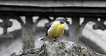 Wer kennt diesen Vogel? (Foto: Peter Blei)