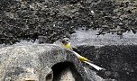 Wer kennt diesen Vogel? (Foto: Peter Blei)
