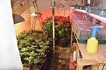 Cannabis-Plantage in Sundhausen (Foto: Polizei)