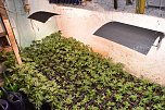 Cannabis-Plantage in Sundhausen (Foto: Polizei)