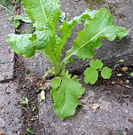 Zum Schmunzeln oder Kleing&auml;rtner in N&ouml;ten? (Foto: Privat)