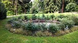 Das Auge lacht: Rosenrondell bei der alten Parkvilla. (Foto: Kurt Frank)