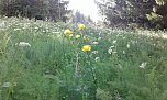 Gesucht wird: Die Trollblume (Foto: Bodo Schwarzberg) Gesucht wird: Die Trollblume (Foto: Bodo Schwarzberg)