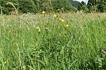 Gesucht wird: Die Trollblume (Foto: Bodo Schwarzberg) Gesucht wird: Die Trollblume (Foto: Bodo Schwarzberg)